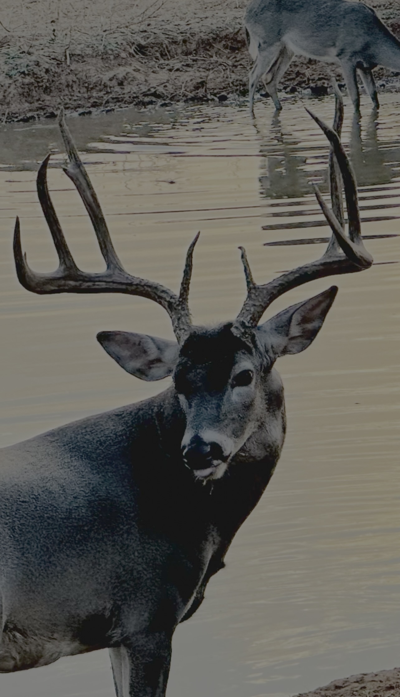 Hunting photo