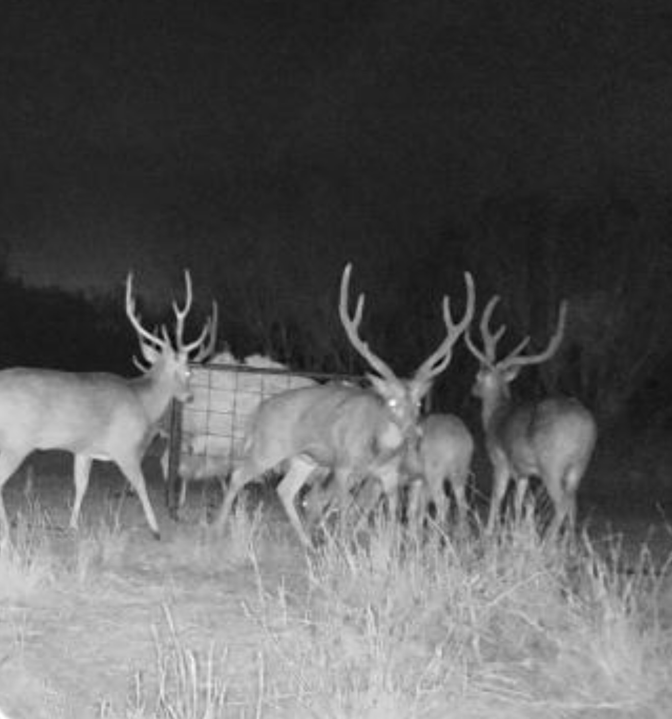 Hunting photo