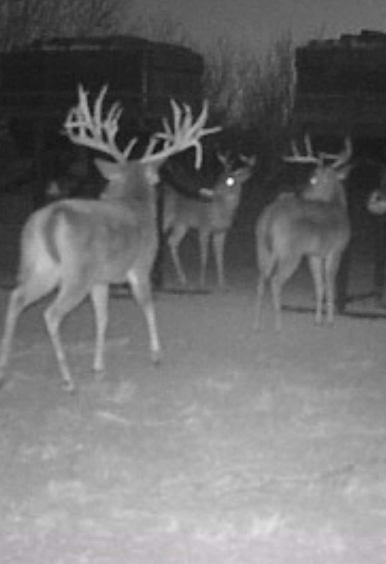 Hunting photo